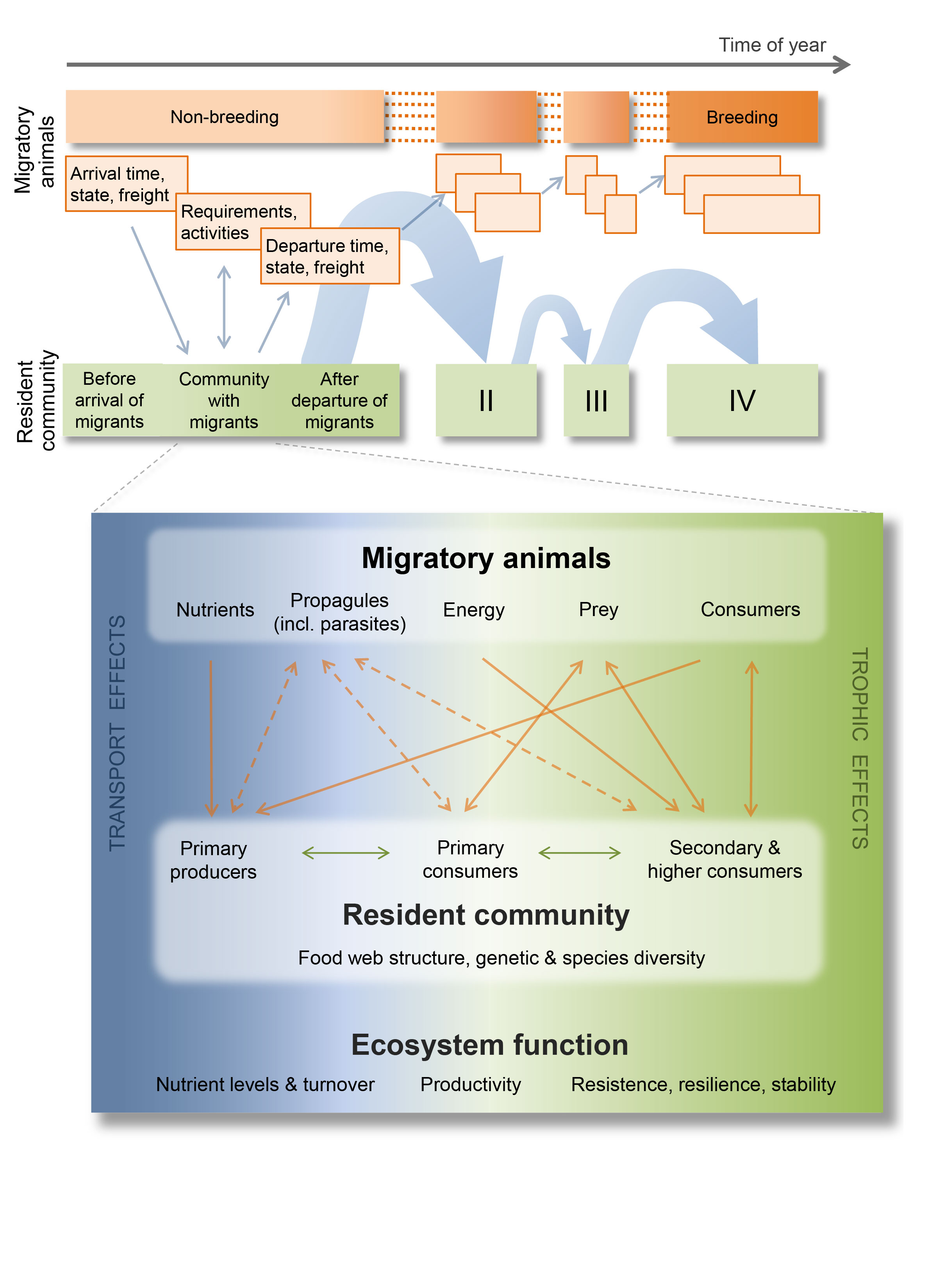 \label{fig:MigLinkCommunities} Schematic overview of the interactions between migrants and the multiple resident communities they visit during their annual or life-cycles. At one specific site, migrants bring with them nutrients and energy but also (propagules of) other organisms including parasites accumulated on earlier sites. The migrants’ input and state embodies carry-over effects of conditions on earlier sites which importantly determine their interactions with a resident community (orange arrows): demographic rates of resident populations (species) can be directly changed (straight arrows) as, e.g., nutrients and energy are imported, but also indirectly(dashed arrows) as the transmission of parasites and any introduced species establish competitive interactions with residents. From [@Bauer.2014]